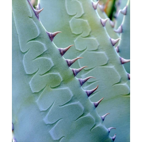California, Jacumba Patterns of an Agave plant